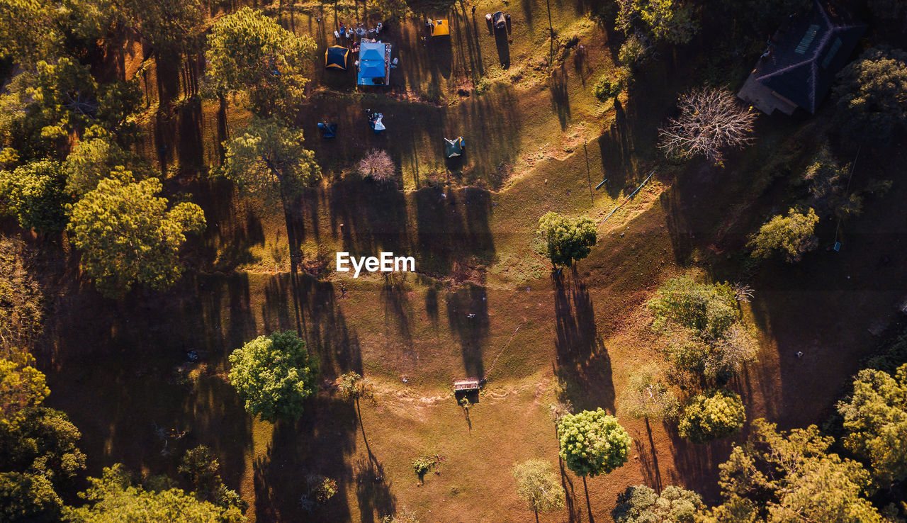 HIGH ANGLE VIEW OF TREES AND PLANTS