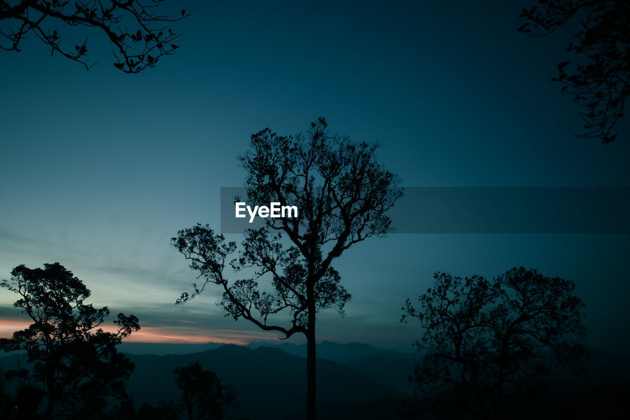 Low angle view of silhouette trees against sky at night