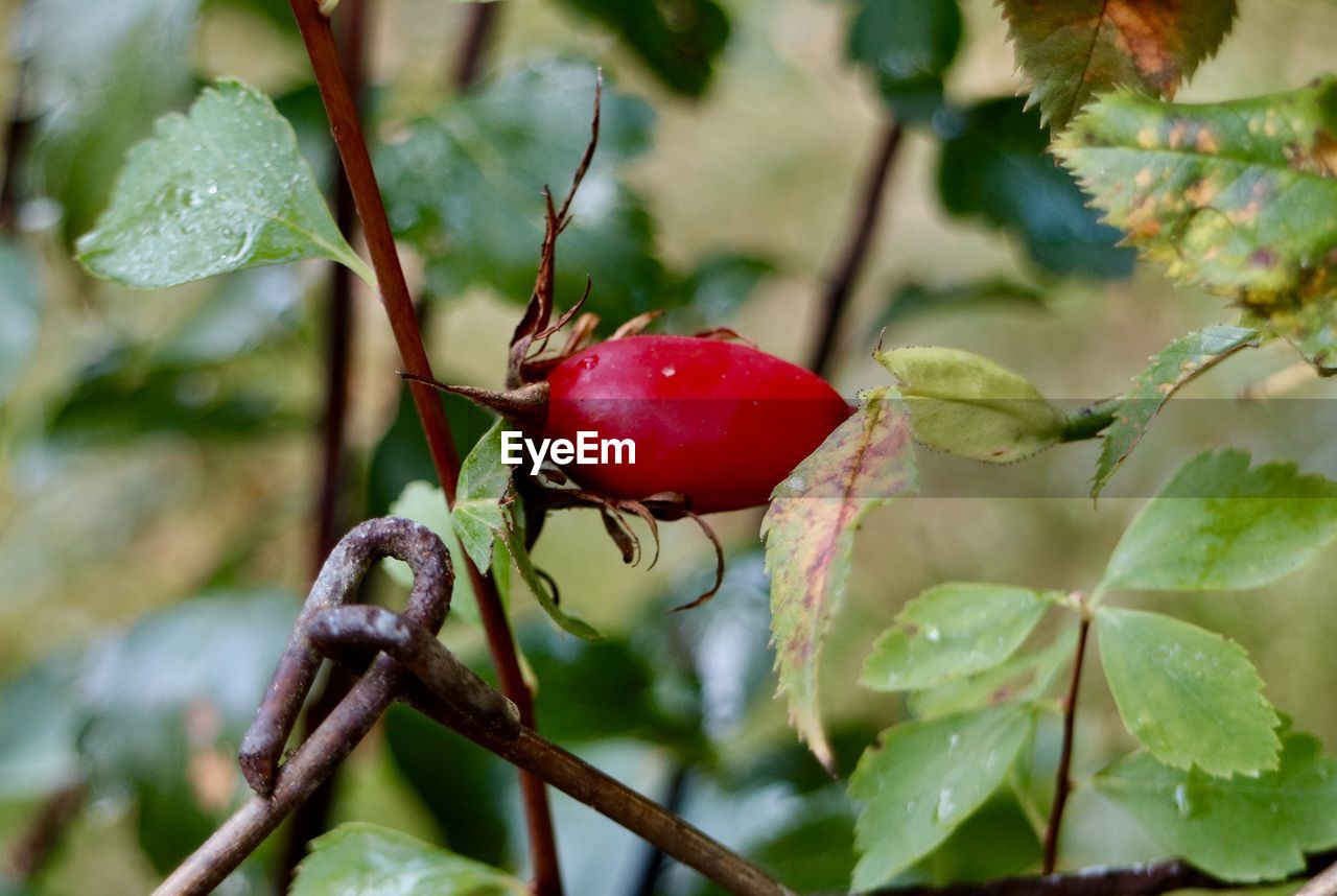 CLOSE-UP OF FLY ON MUSHROOM