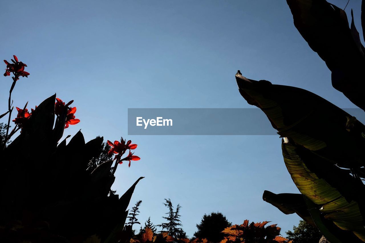 LOW ANGLE VIEW OF SILHOUETTE TREE AGAINST SKY