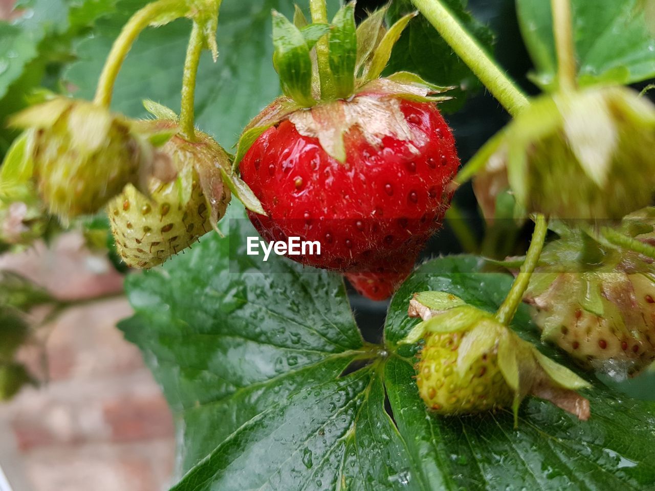 CLOSE-UP OF STRAWBERRIES