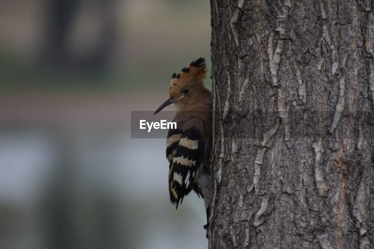 Close-up of bird perching on tree trunk