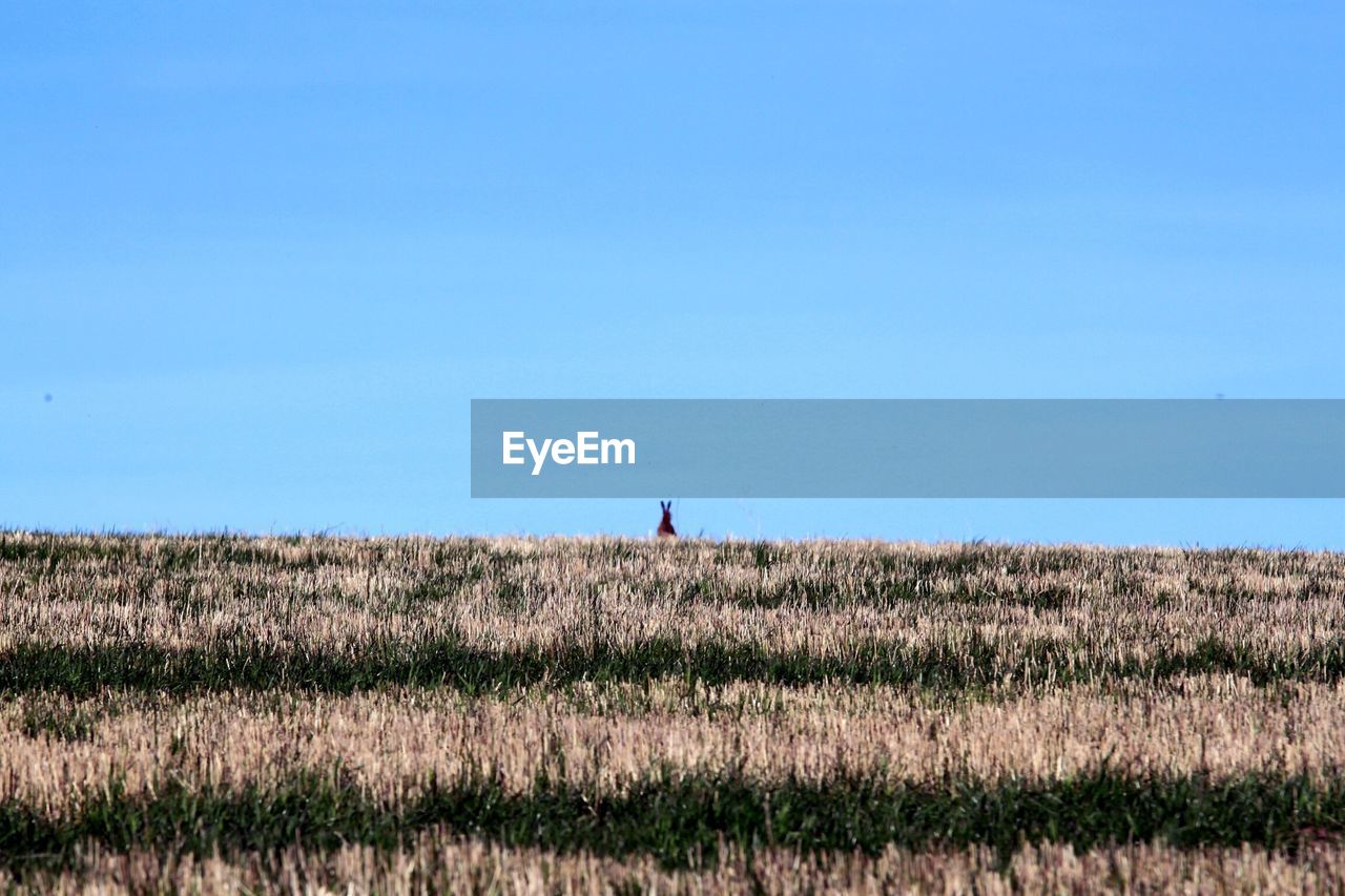 Trees on field against clear blue sky