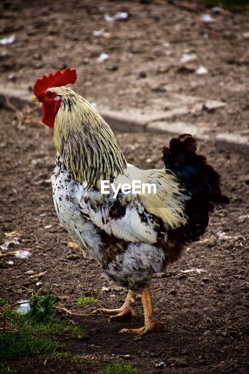 Close-up of rooster on field