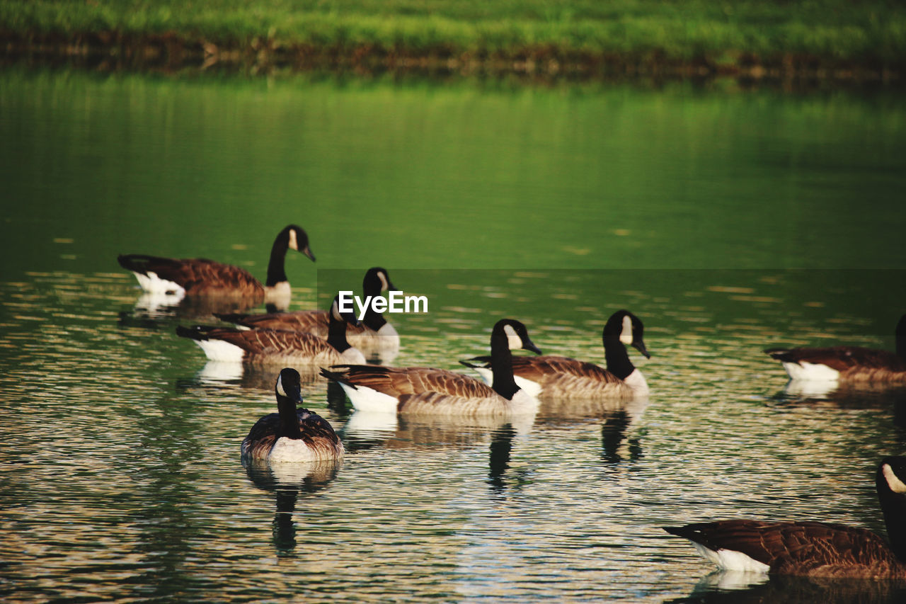 VIEW OF BIRDS IN LAKE