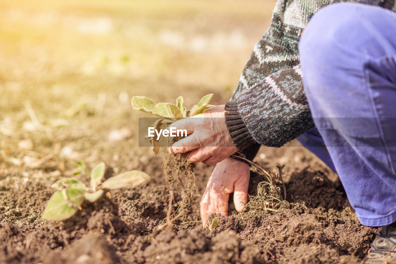 low section of woman gardening