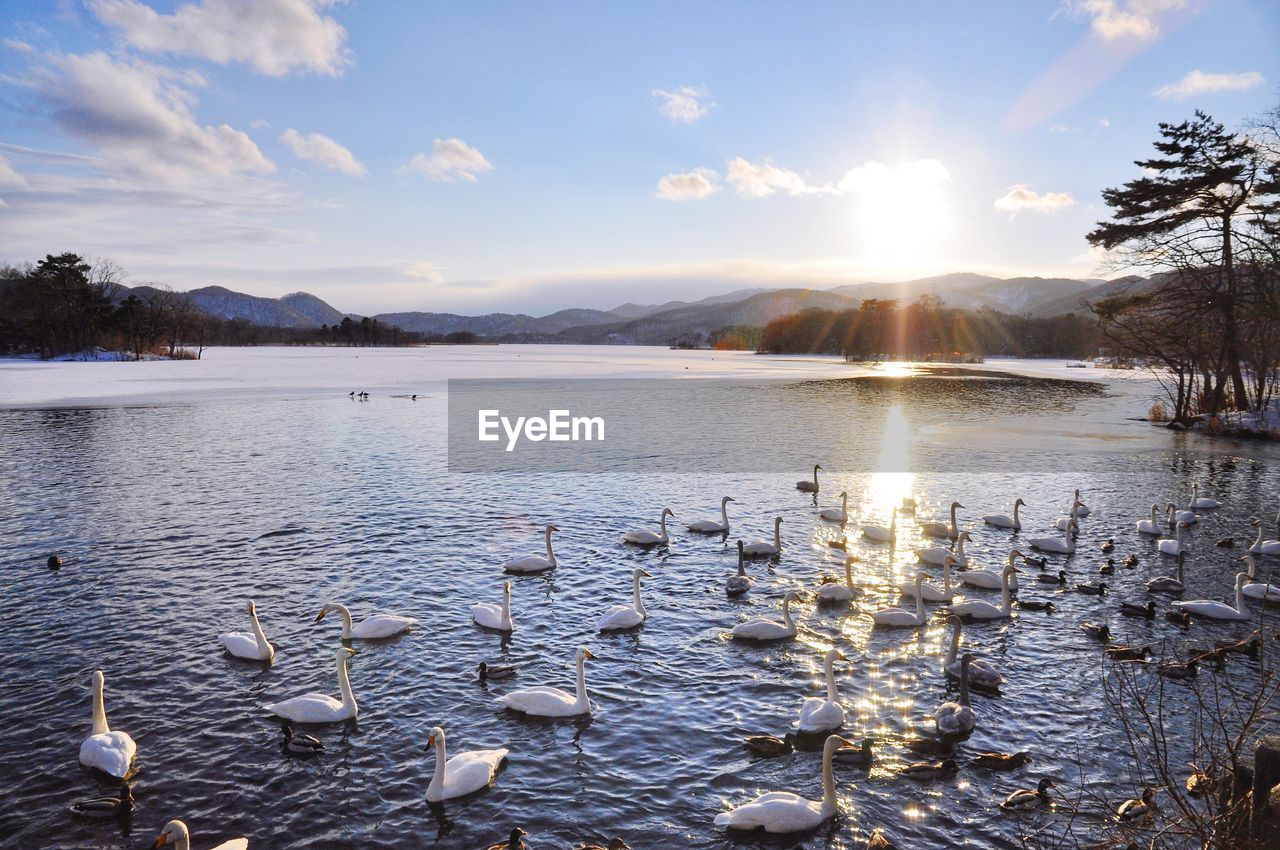 DUCKS FLOATING ON LAKE