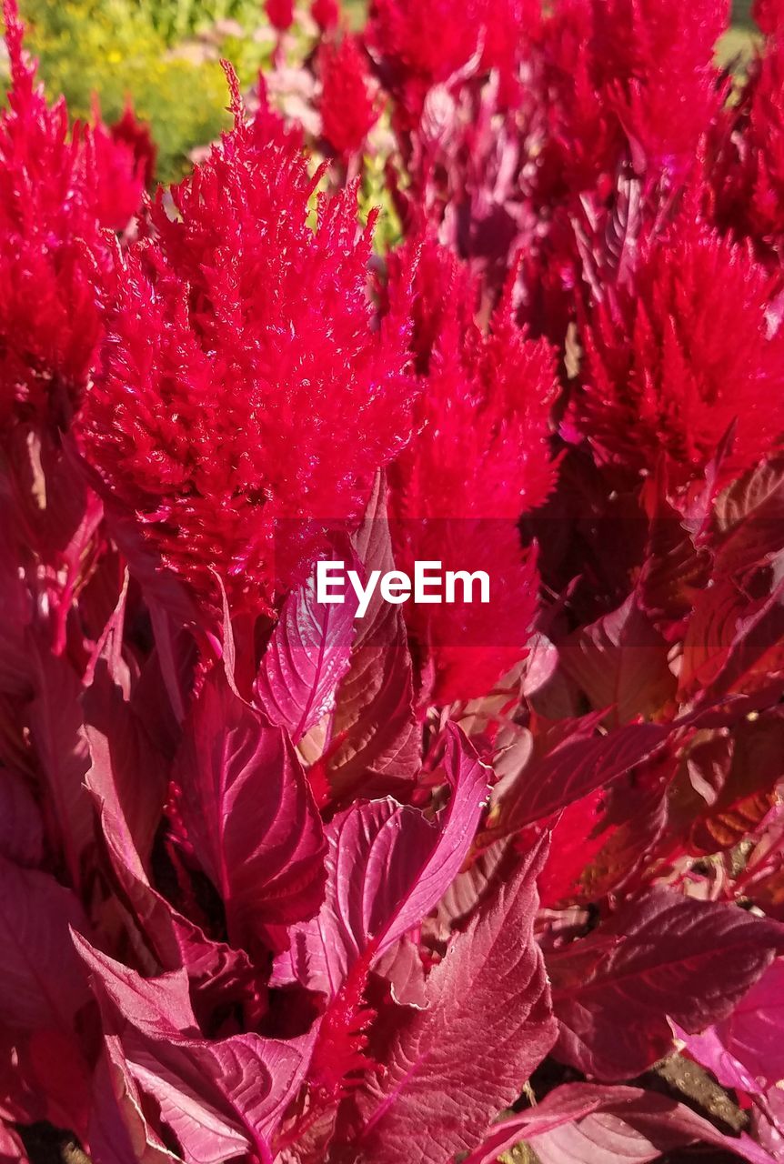 CLOSE UP OF RED FLOWERS