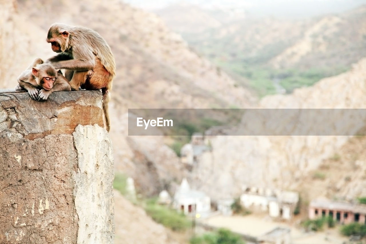 Monkeys sitting on retaining wall at temple