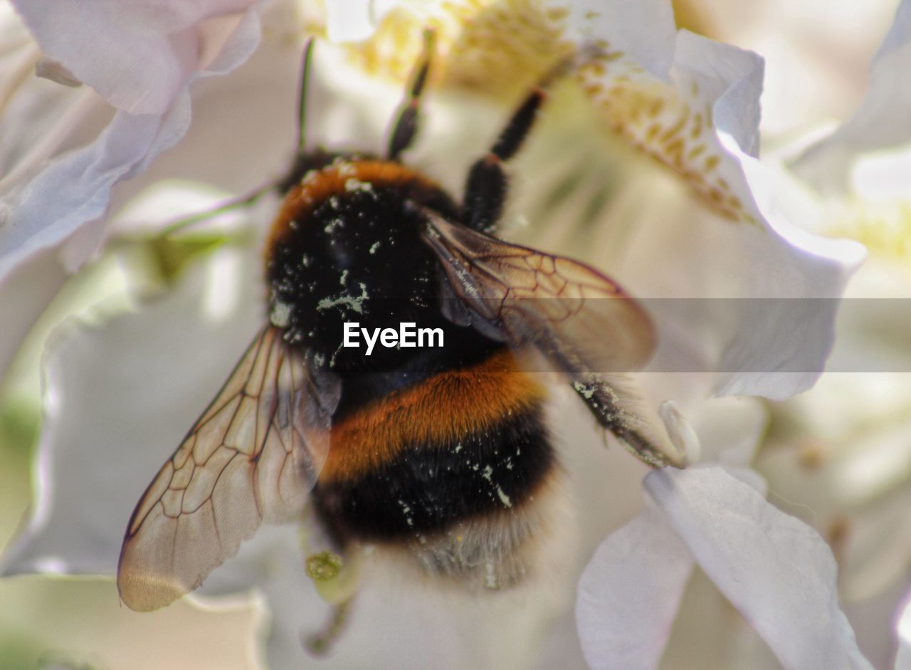 Close-up of bumblebee on white flower