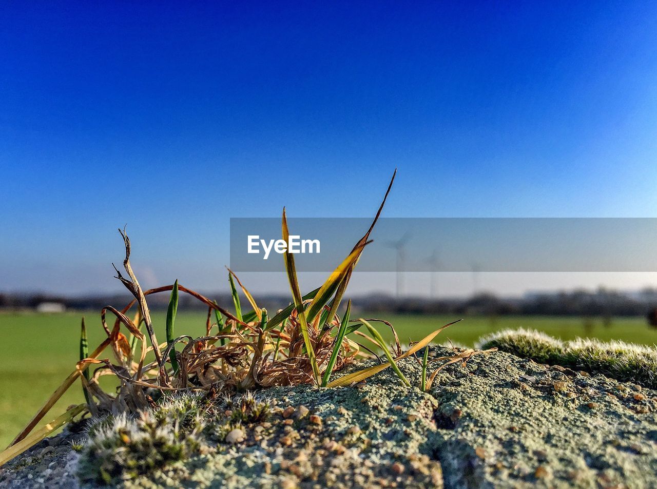 Close-up of grass on rock against clear blue sky