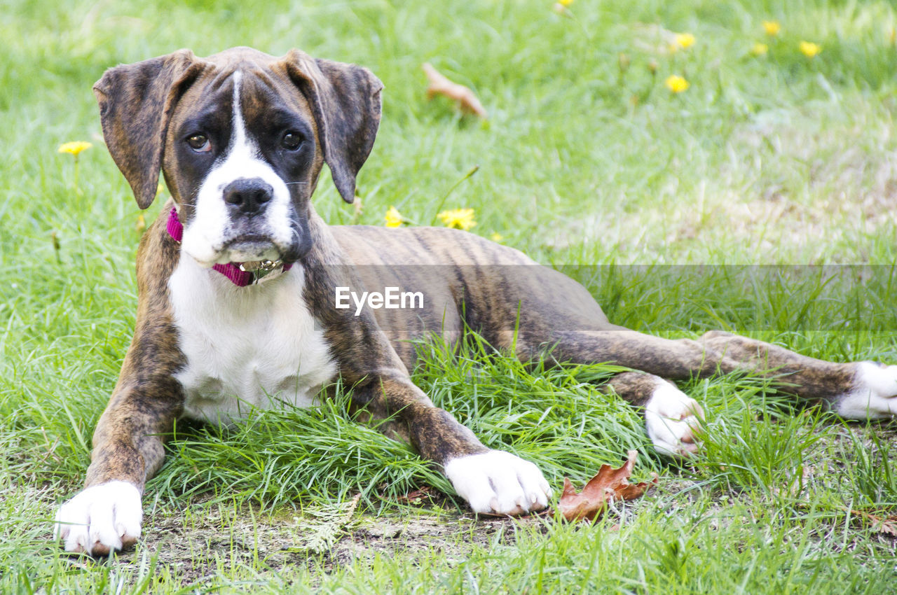 PORTRAIT OF DOG STANDING ON GRASS