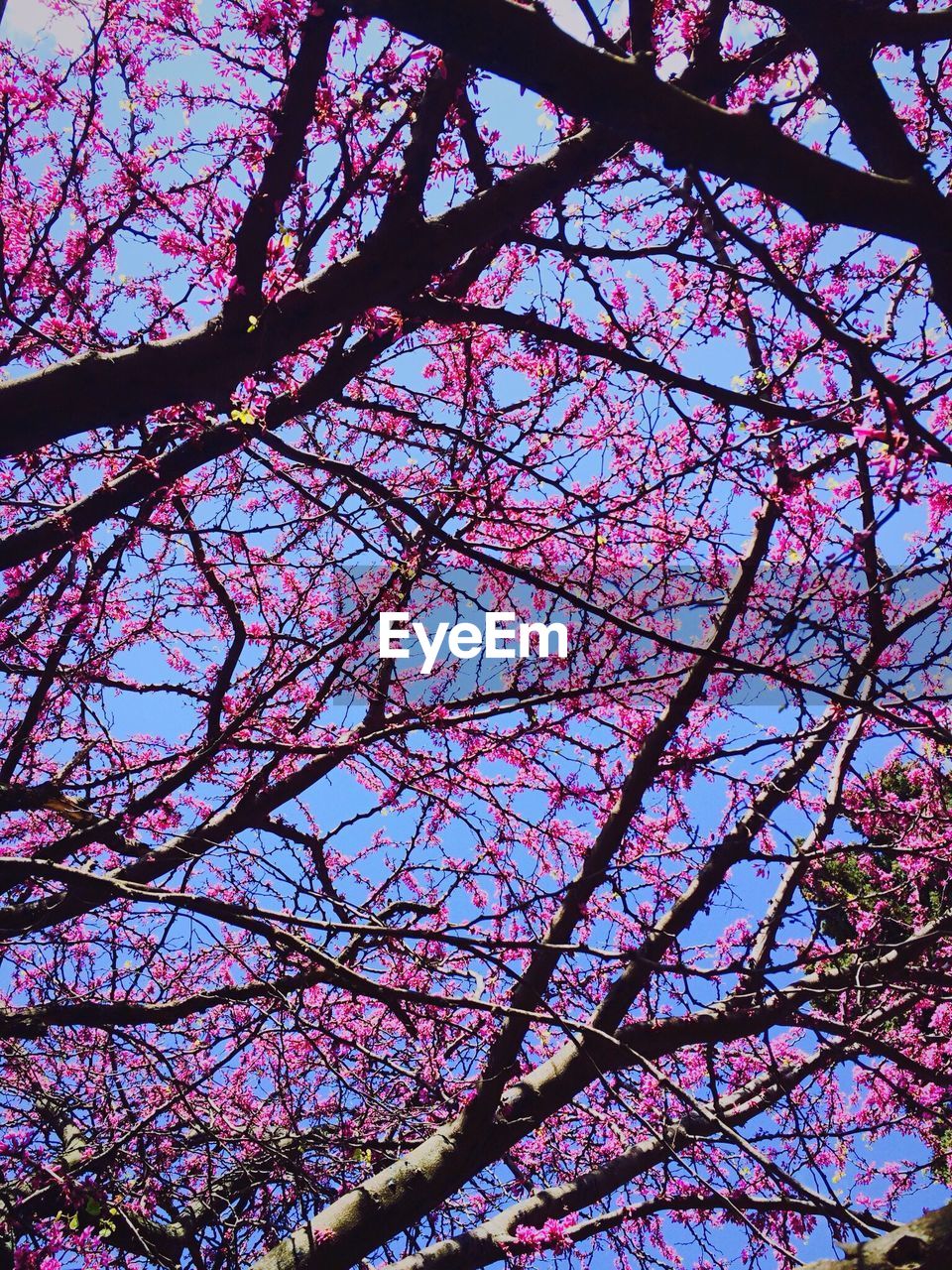 LOW ANGLE VIEW OF TREES AGAINST CLEAR SKY