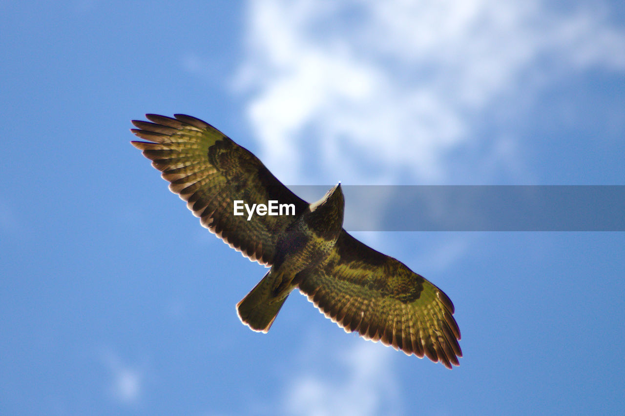 Low angle view of eagle flying against sky