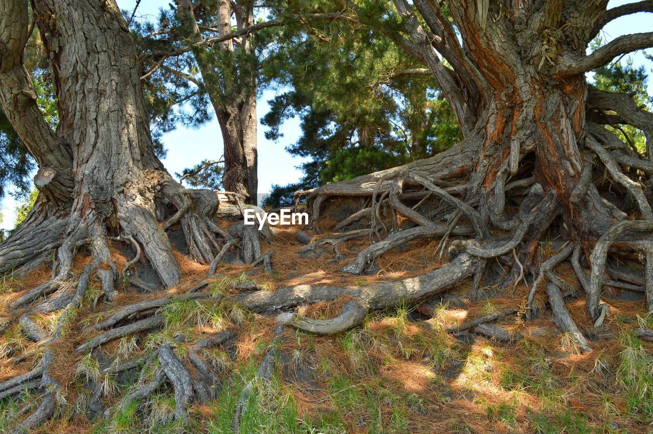 TREES ON FIELD