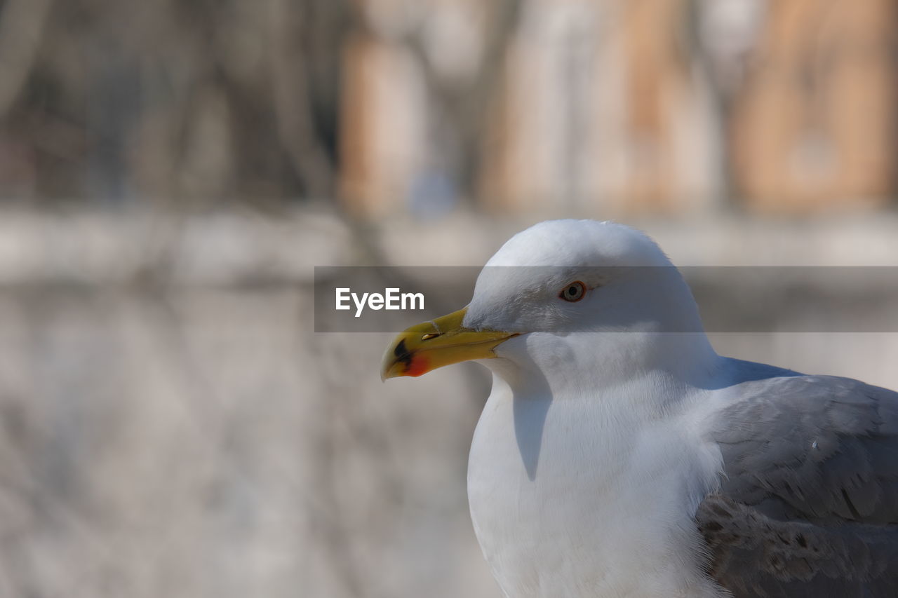 CLOSE-UP OF SEAGULL IN A BIRD