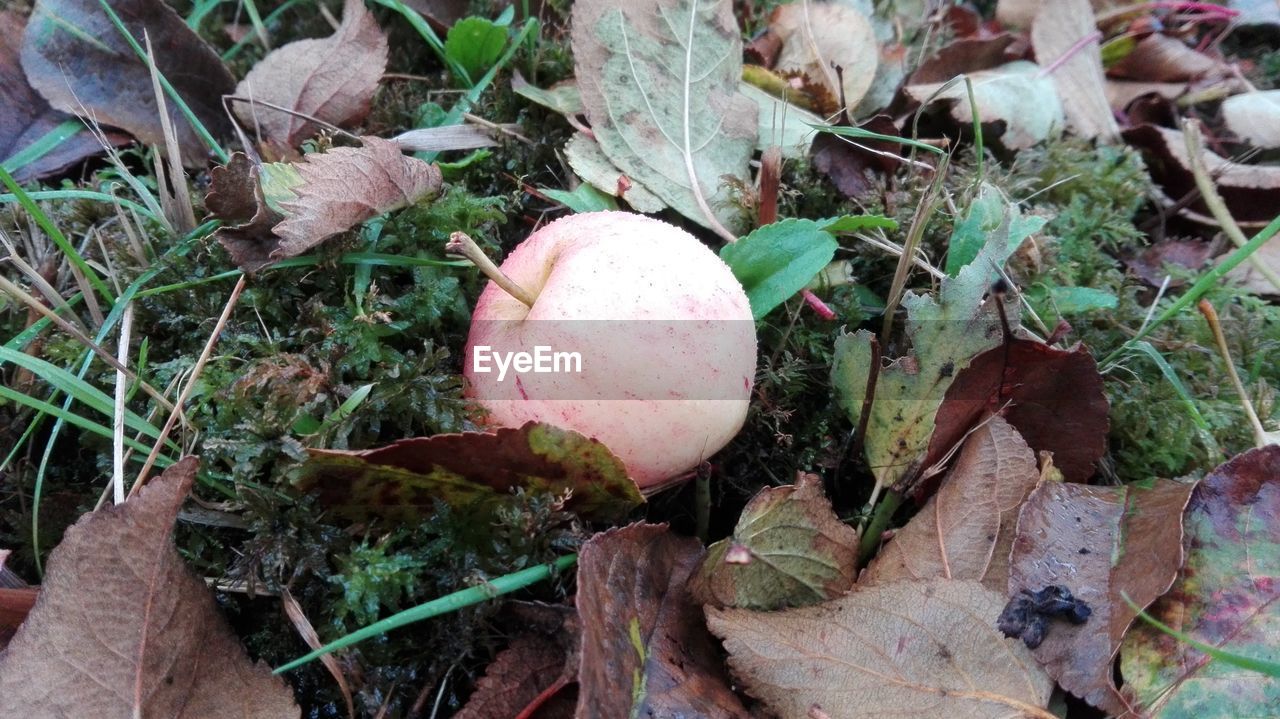 CLOSE-UP OF FRUIT GROWING ON FIELD
