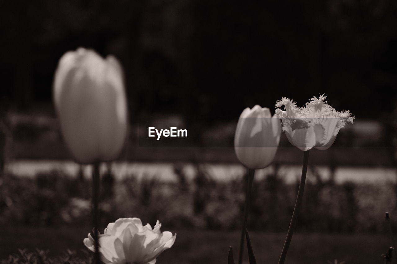 flower, plant, flowering plant, black and white, beauty in nature, freshness, monochrome photography, nature, monochrome, fragility, petal, white, close-up, flower head, focus on foreground, inflorescence, growth, no people, darkness, still life photography, black, outdoors, macro photography, springtime, plant stem