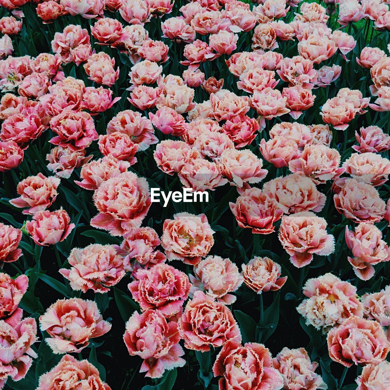 Close-up of pink flowers