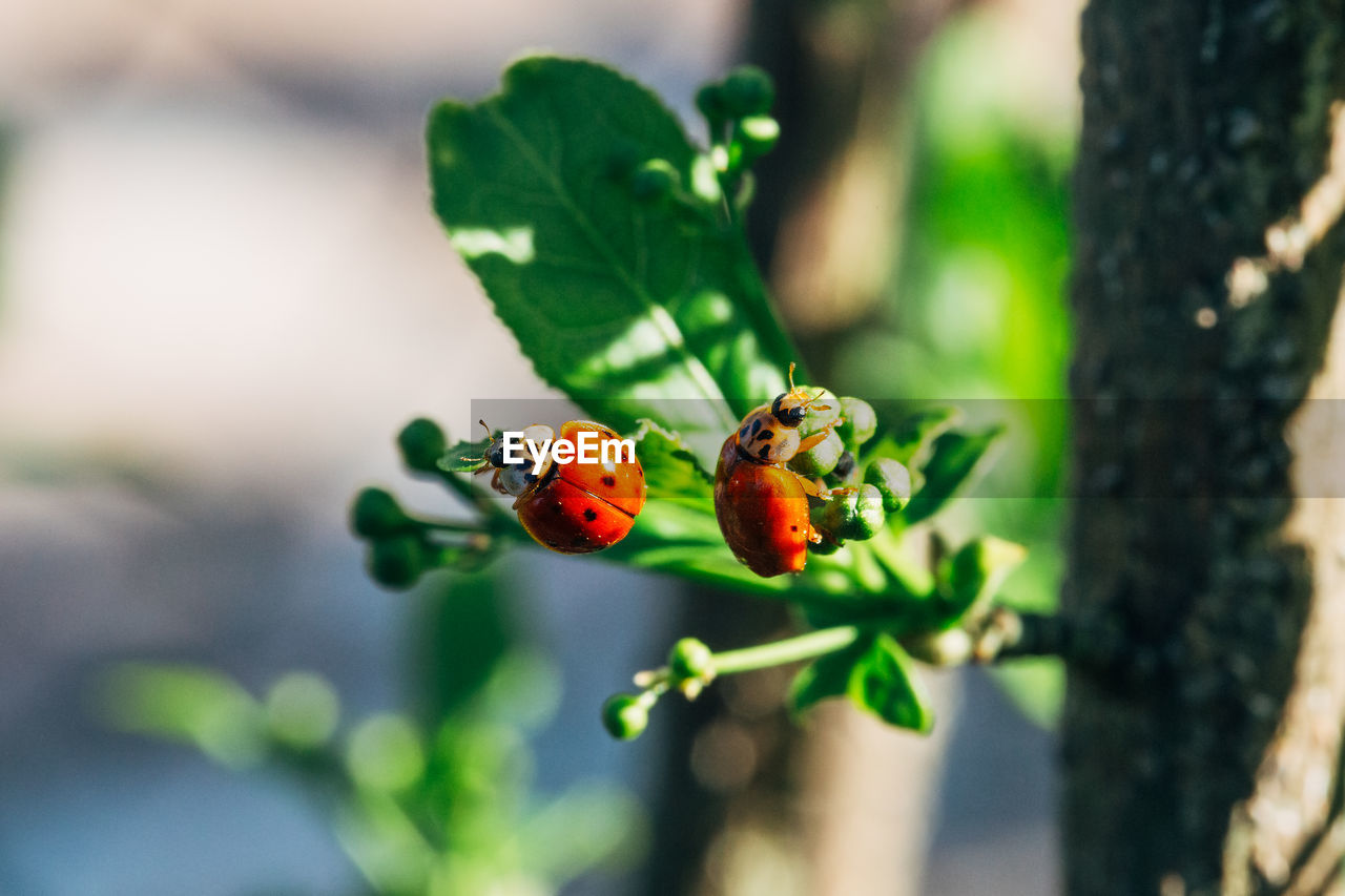 Ladybugs on a green leaf.