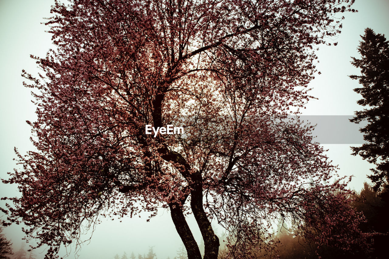 Low angle view of trees against sky