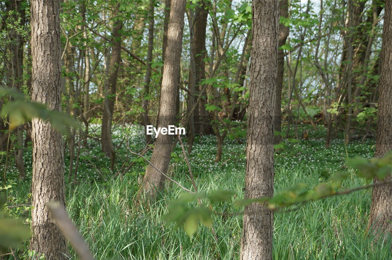 TREES AND PLANTS GROWING ON FIELD