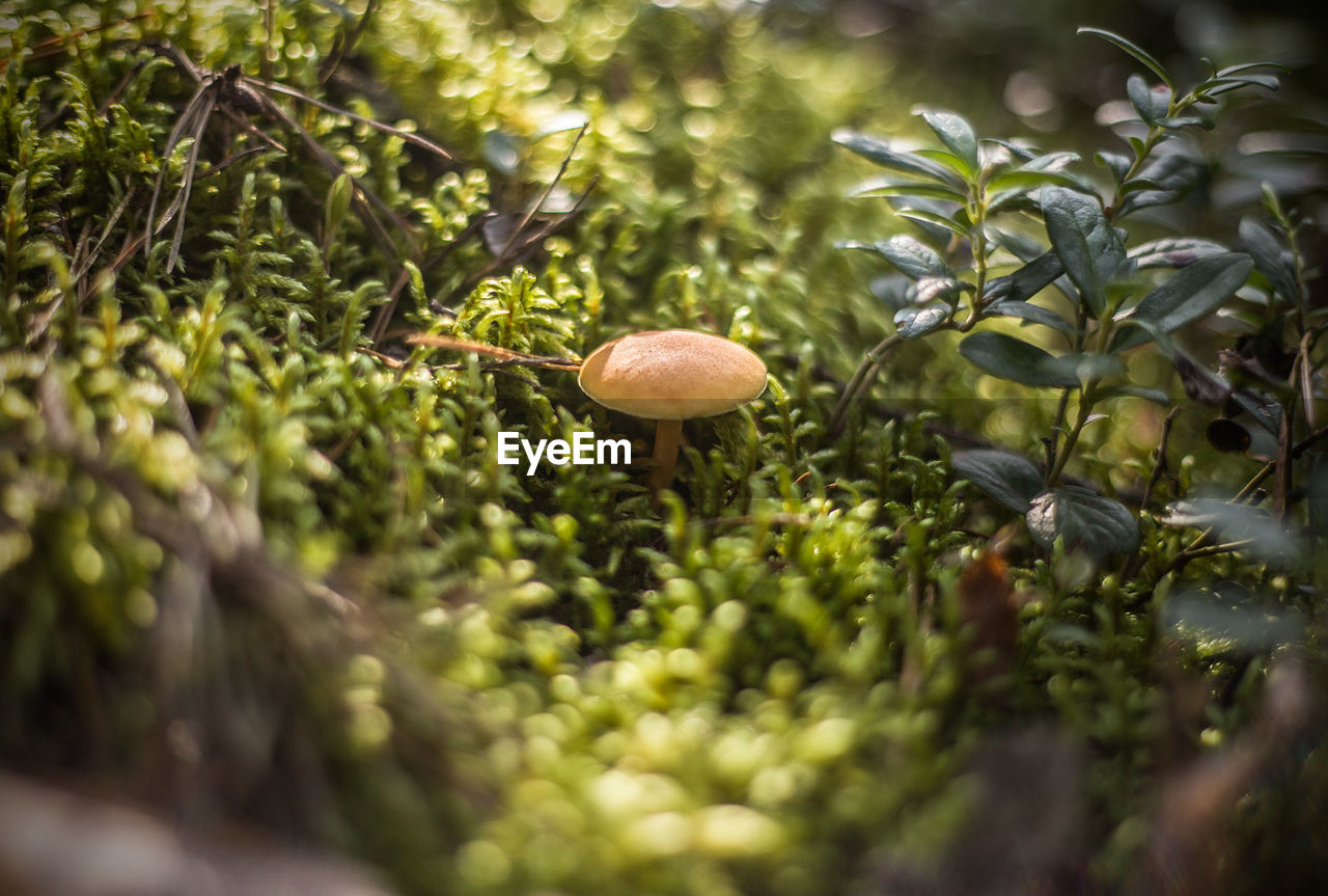 Close-up of mushroom growing in forest