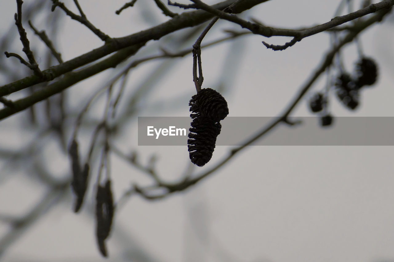 CLOSE-UP OF TWIG ON BRANCH