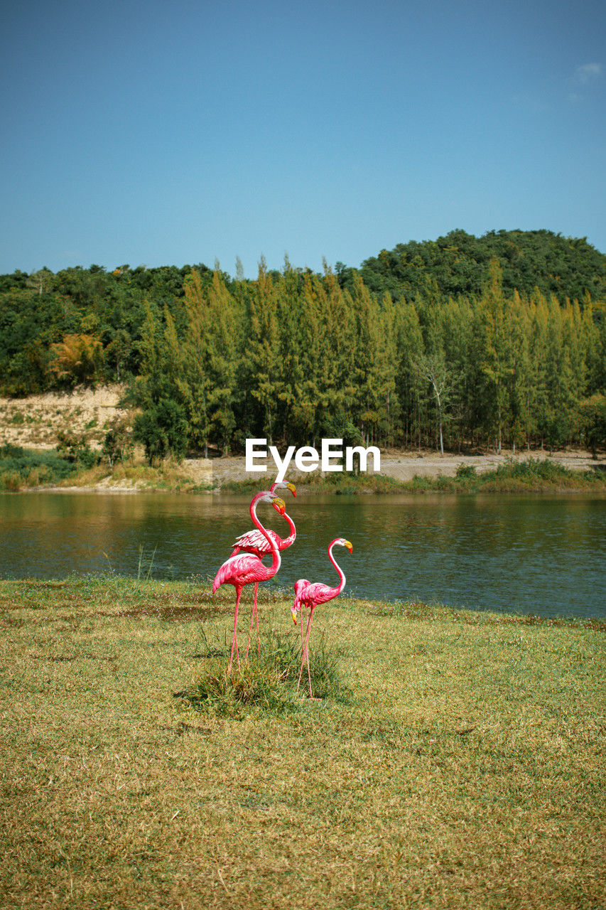 plant, water, nature, lake, sky, tree, grass, day, beauty in nature, reflection, land, full length, clear sky, tranquility, outdoors, bird, adult, scenics - nature, animal, flamingo, leisure activity, copy space, water bird, wilderness, tranquil scene, two people, environment, animal themes, reservoir, forest, blue, landscape, women, meadow, red