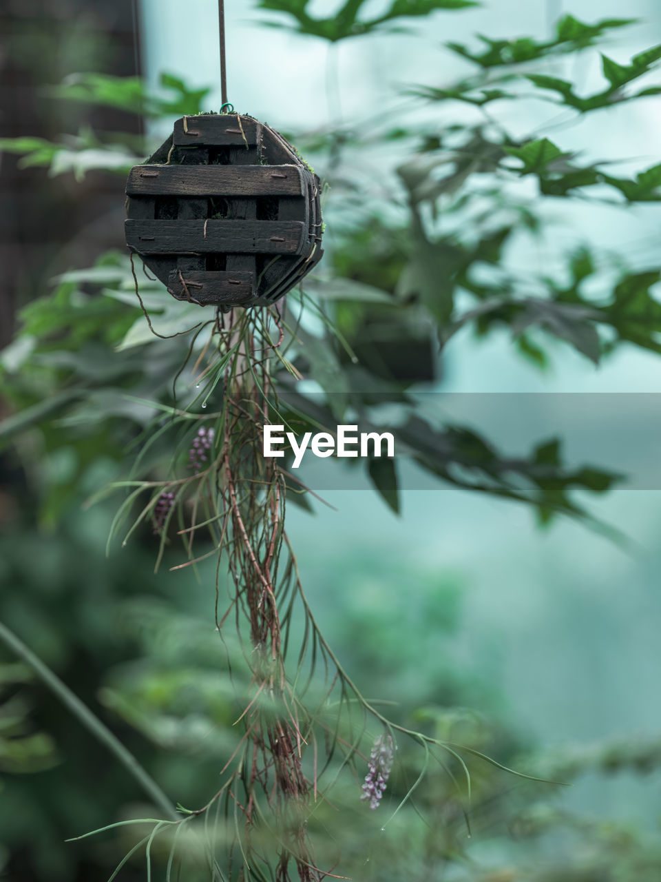 Close-up of plant against blurred background