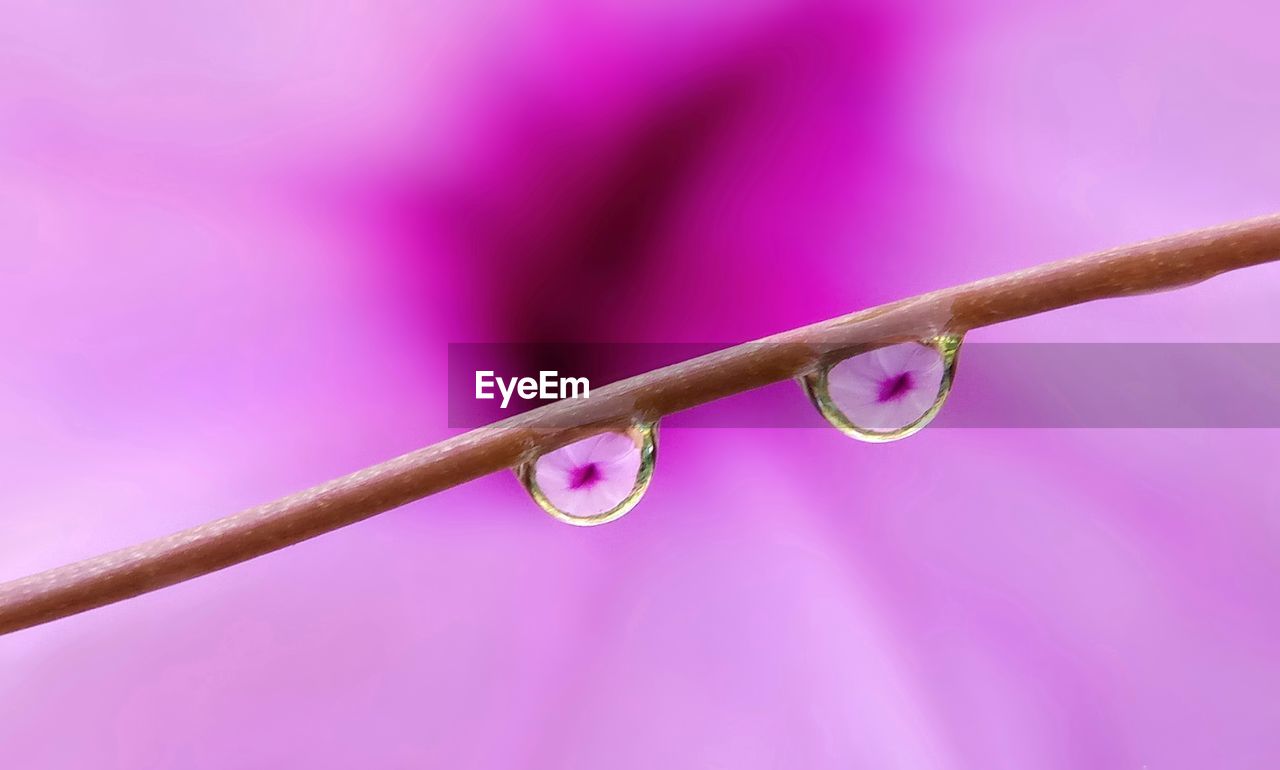 Close-up of water drops on plant stem