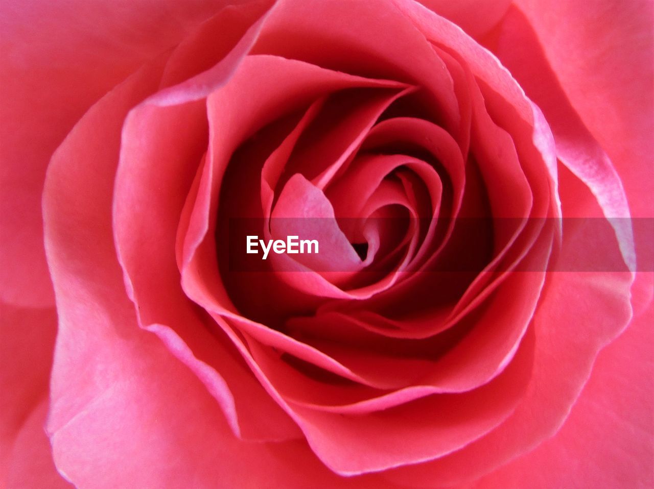 Close-up of pink rose