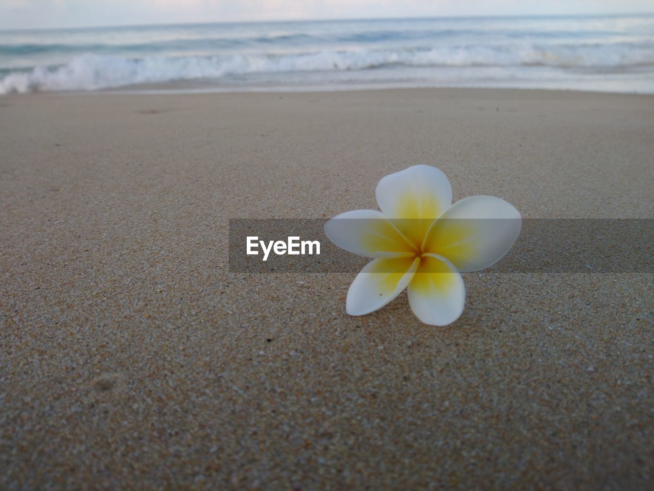 Close-up of frangipani on beach