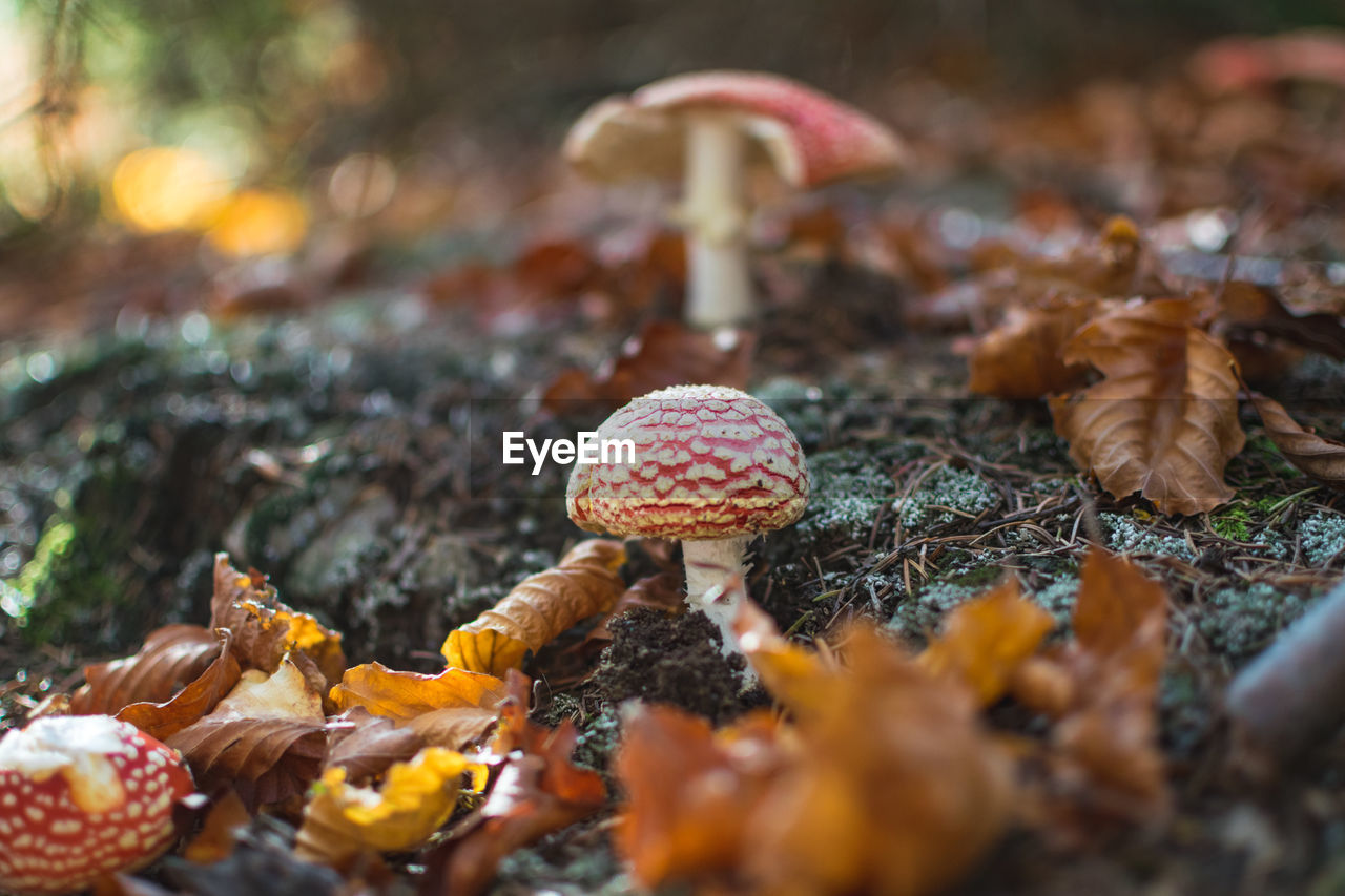 Fly agaric mushroom in autumn forest