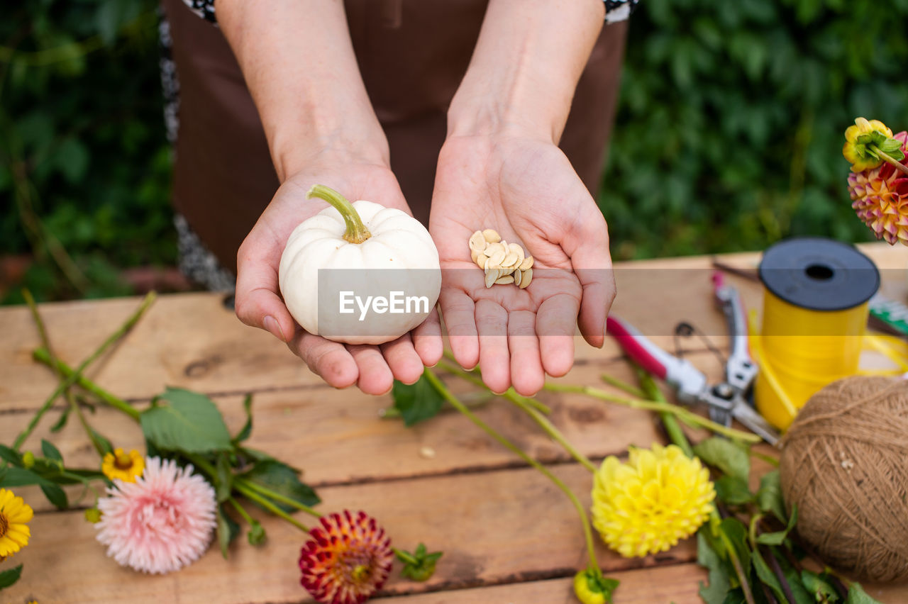 Women's hands hold seeds and small pumpkins near the desktop