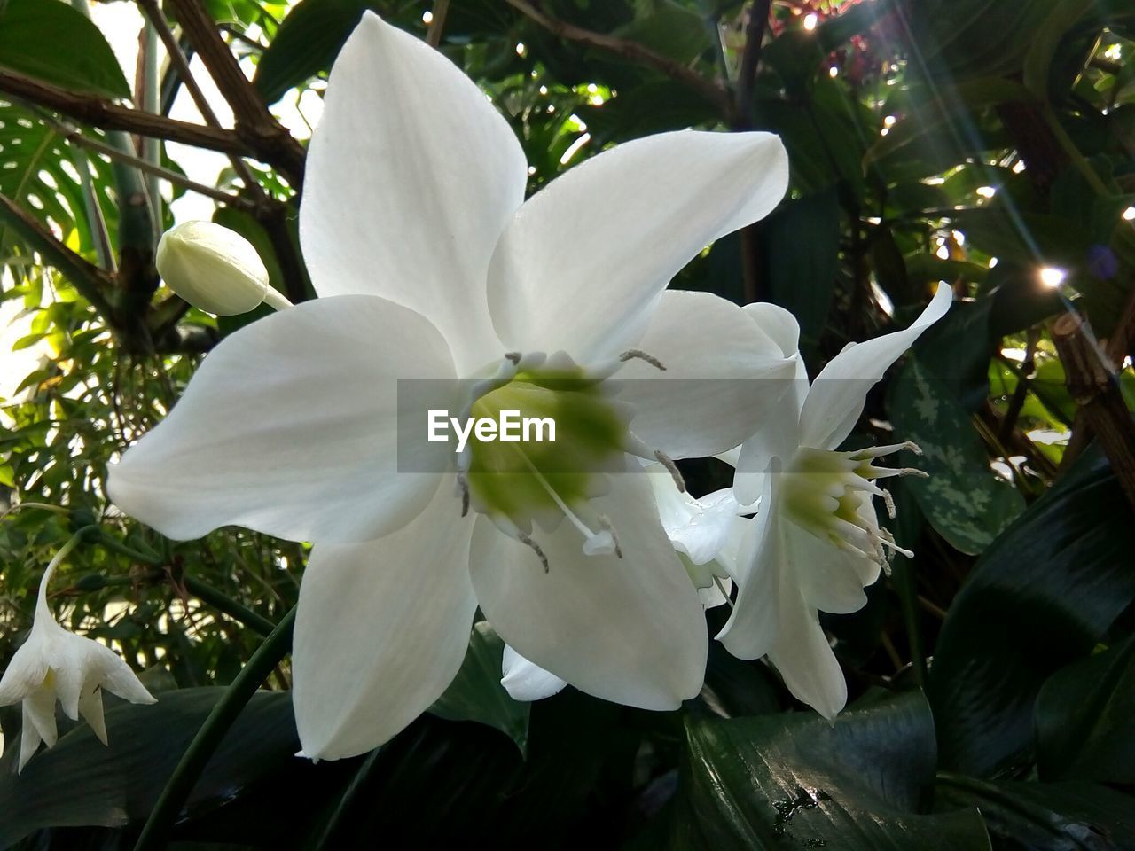 CLOSE-UP OF WHITE FLOWER BLOOMING OUTDOORS