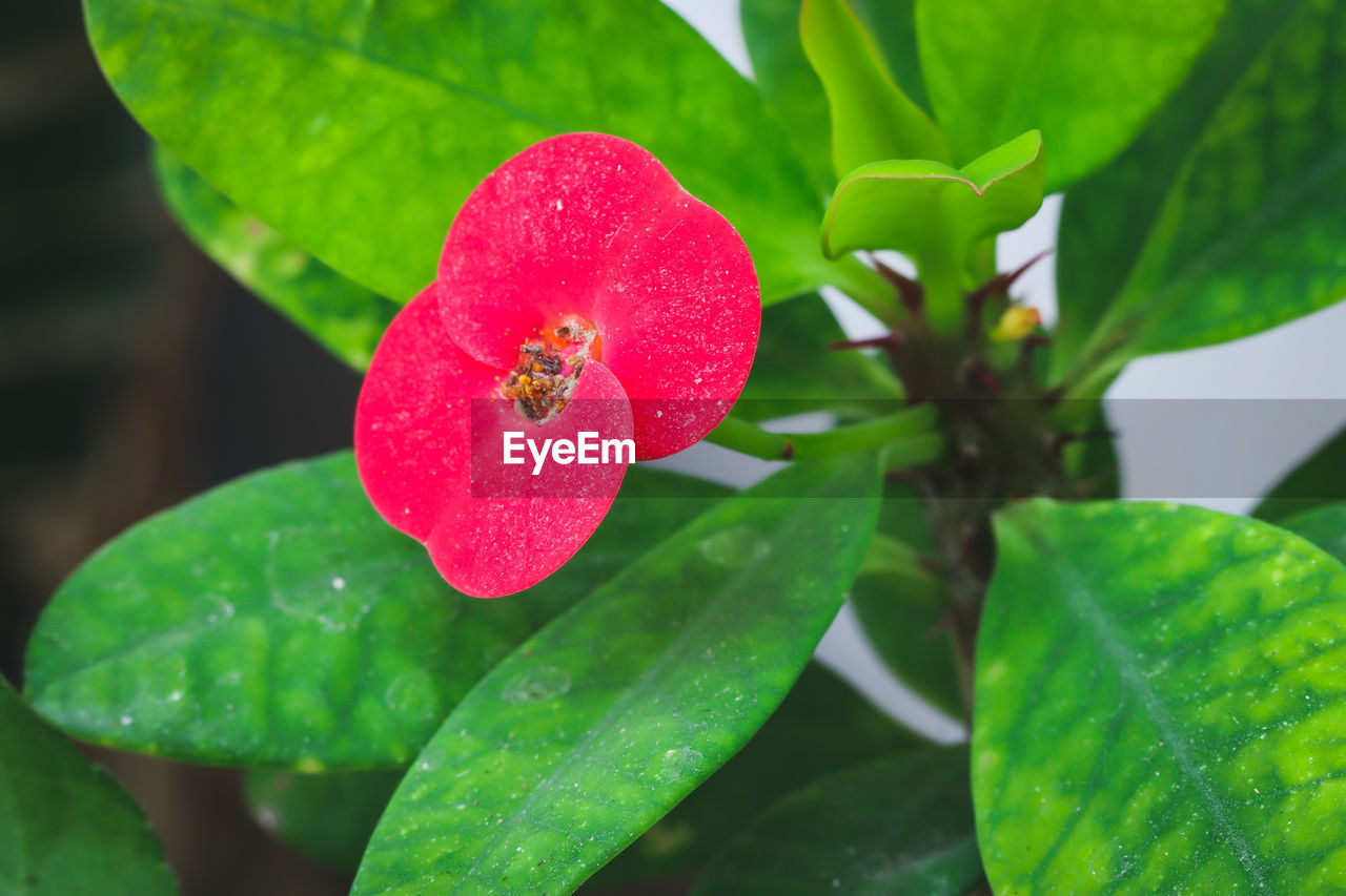 Close-up of pink flowering plant growing outdoors