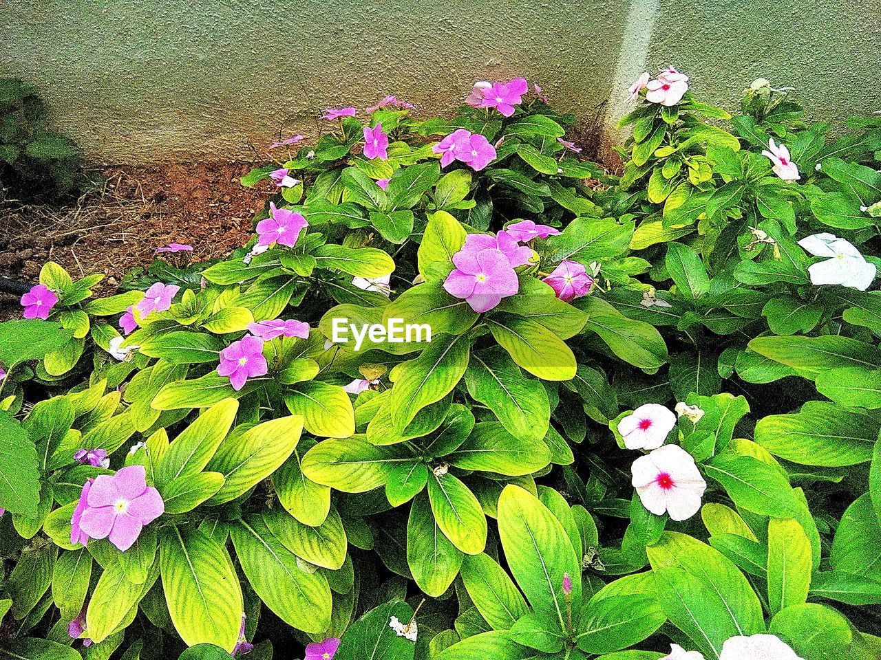 HIGH ANGLE VIEW OF MULTI COLORED FLOWERS