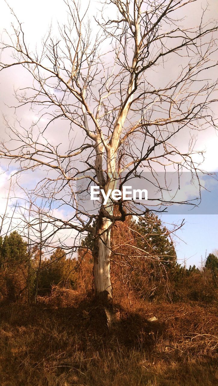 TREE AGAINST CLEAR SKY