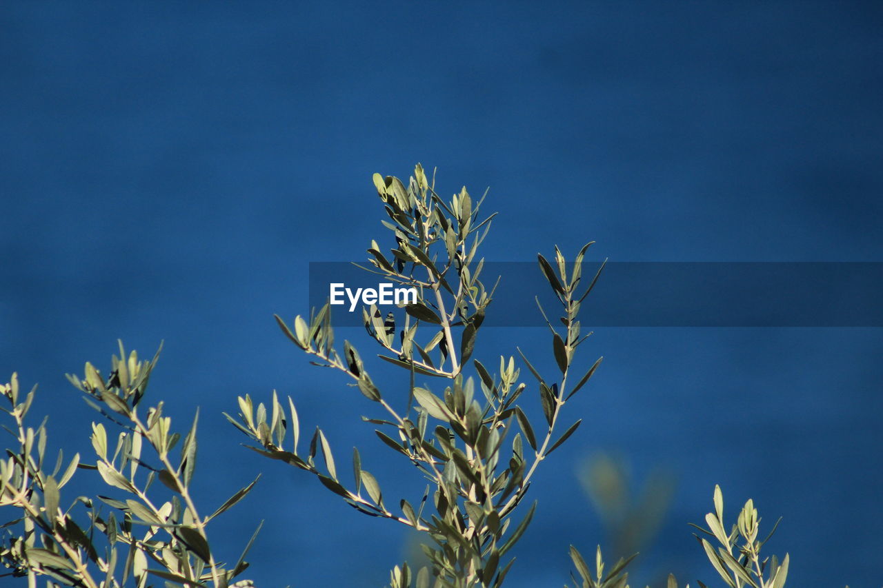 LOW ANGLE VIEW OF STALKS AGAINST BLUE SKY