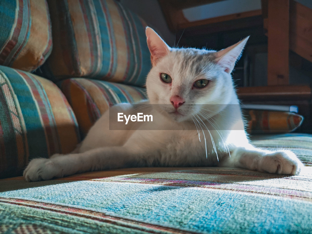 Close-up portrait of cat relaxing at home