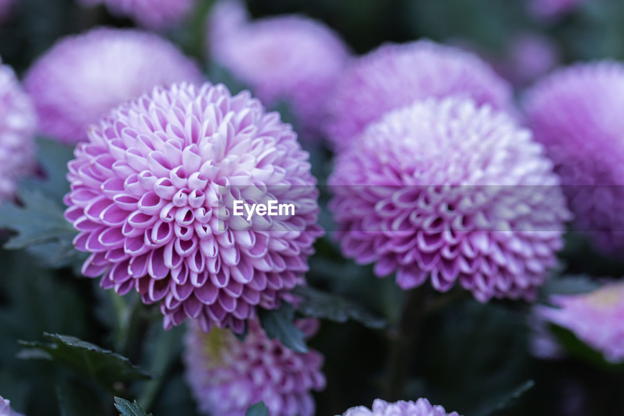 CLOSE-UP OF PINK FLOWERS