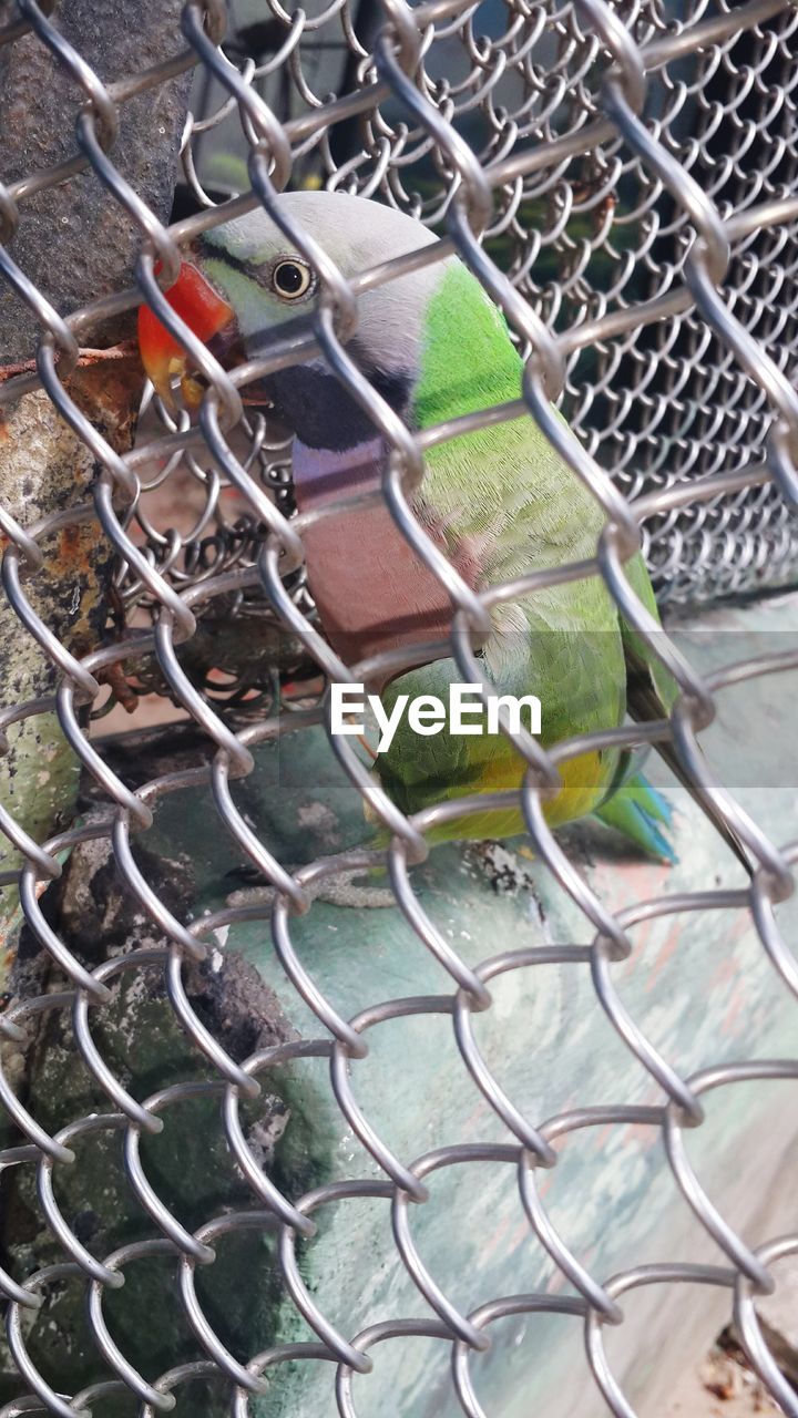 Bird seen through fence