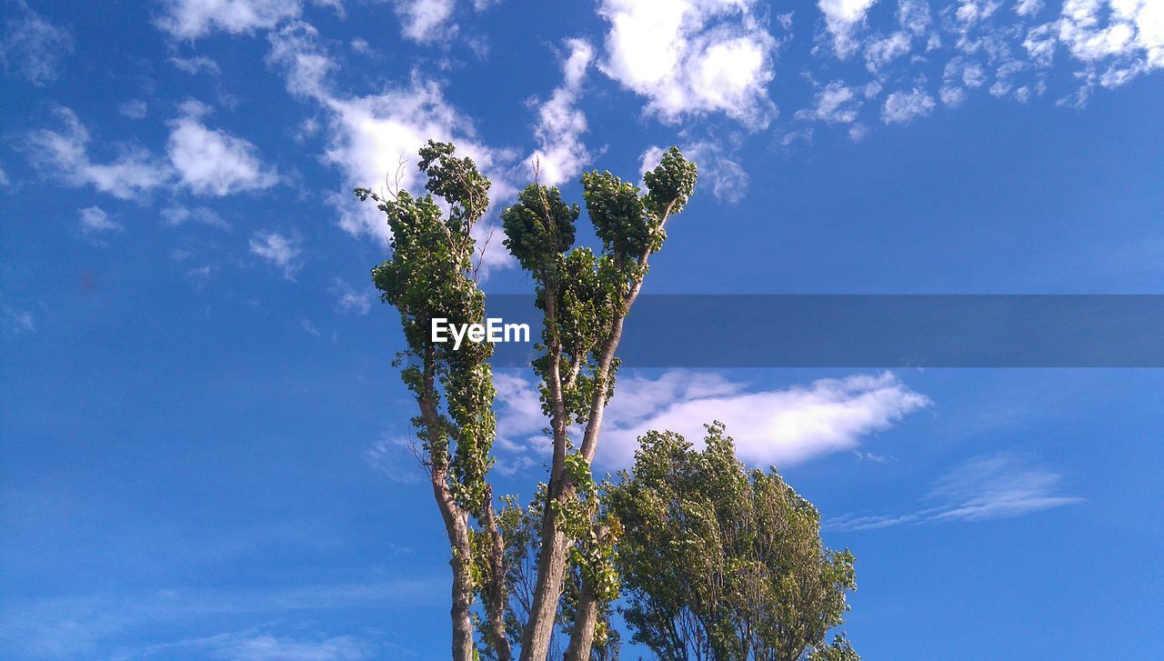 Low angle view of tree against blue sky