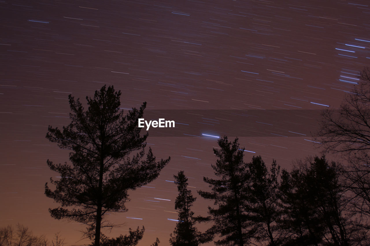 LOW ANGLE VIEW OF TREES AGAINST STAR FIELD