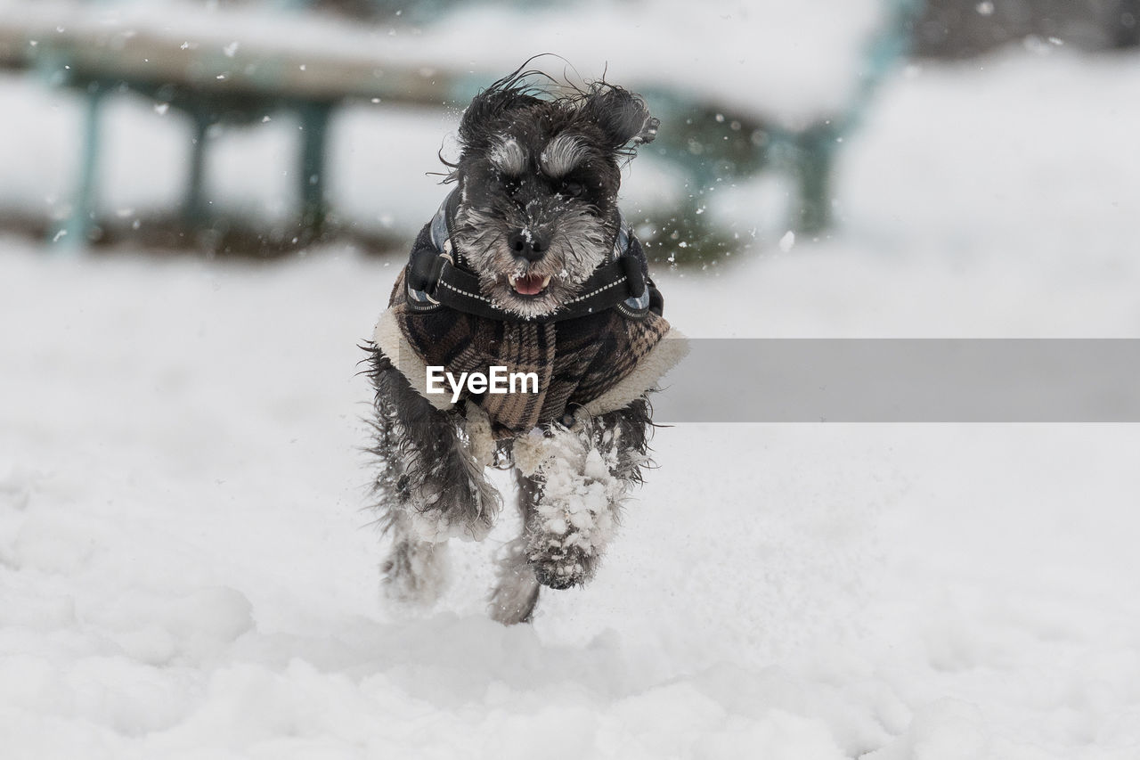 DOG RUNNING ON SNOW COVERED LAND