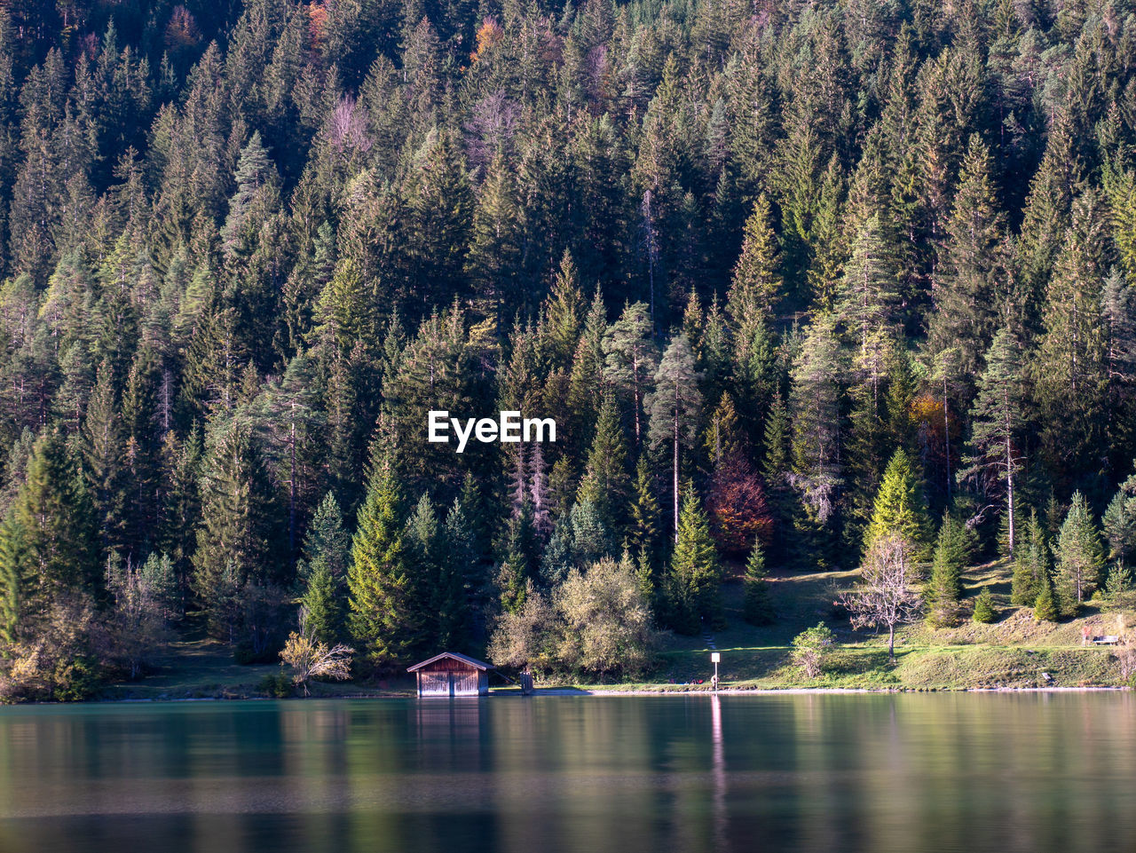 Panoramic view of pine trees in lake