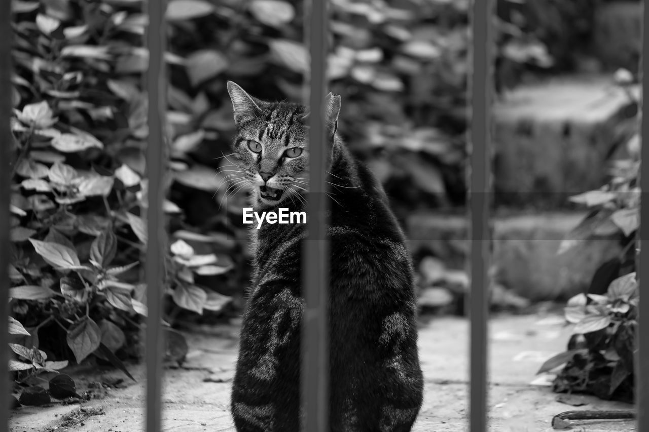 Stray cat looking through a fence