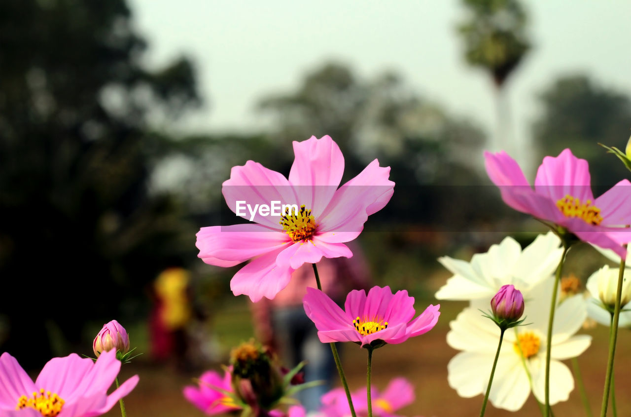 CLOSE-UP OF PINK COSMOS