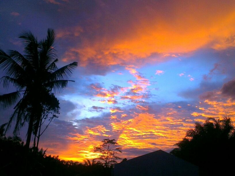 SILHOUETTE OF TREES AT SUNSET